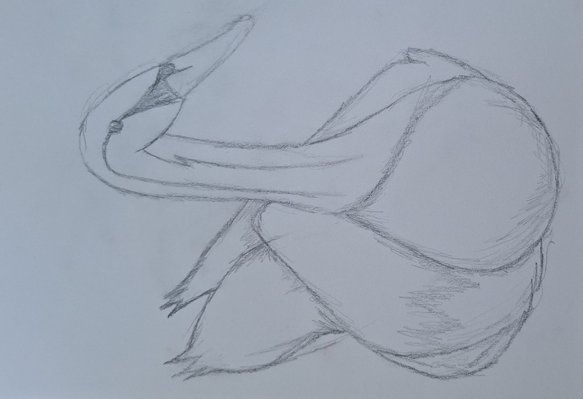Schwan